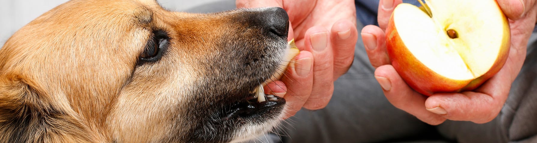 Healthy Treats for Dogs, Boynton Beach Vets